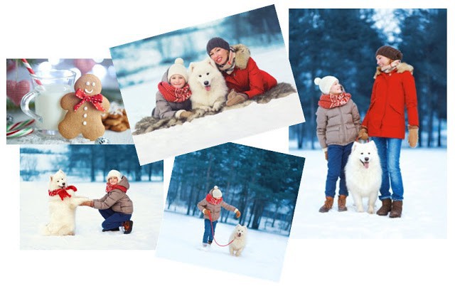 Winter Scene Multi Photo Holiday Cards