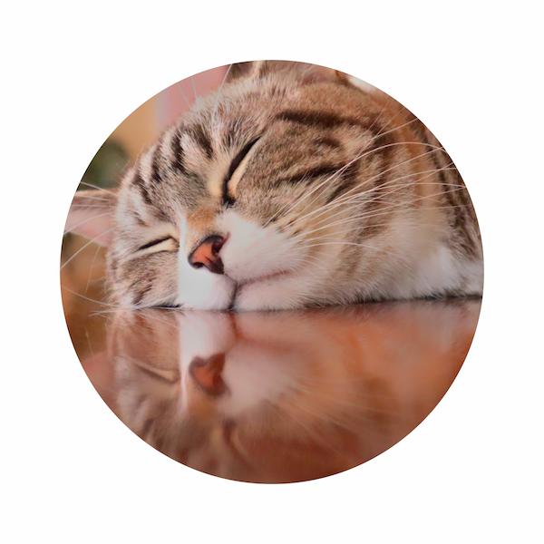 PhotoDirector インスタ アイコンサンプル