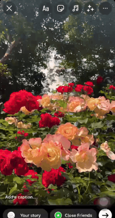 IG 新字體Rosalia