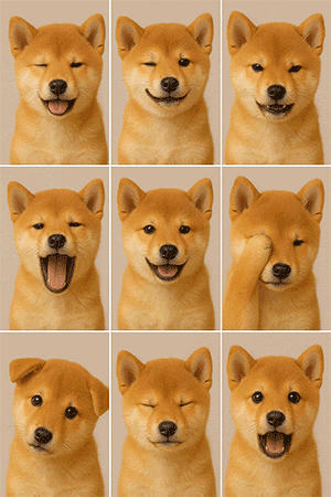 犬証明写真　背景色変更サンプル