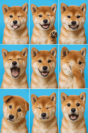 犬証明写真サンプル