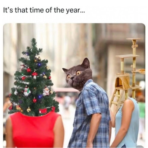 2025 Funniest Christmas Memes & GIFs: Cats Love Xmas Tree